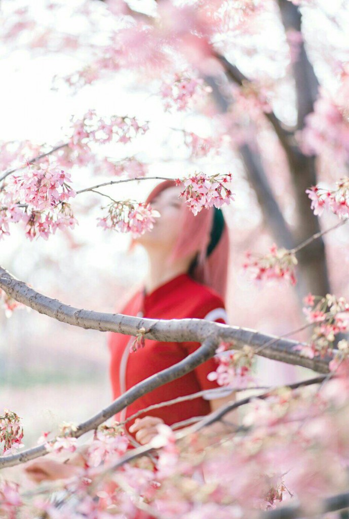 Sakura (5)
